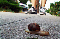 snail_th